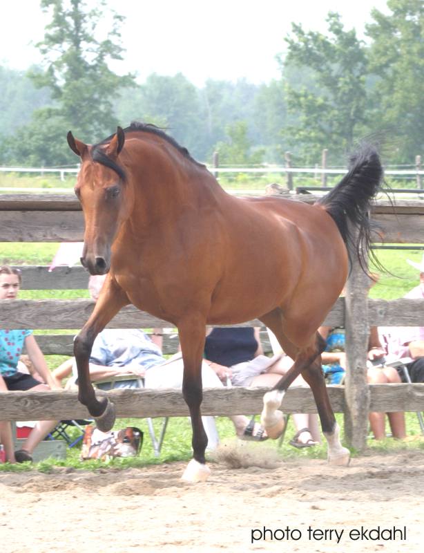 http://www.rideaufield.com/images/mares/pretty_woman_030803_1905.jpg