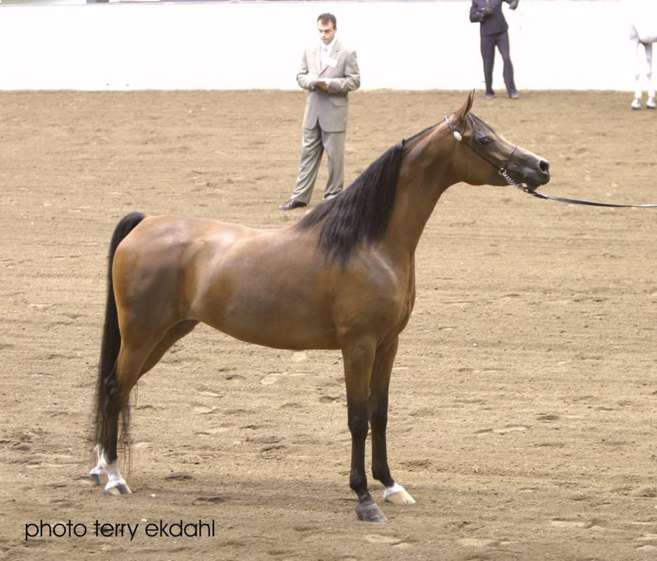 http://www.rideaufield.com/images/mares/pretty_woman_04_6029.jpg