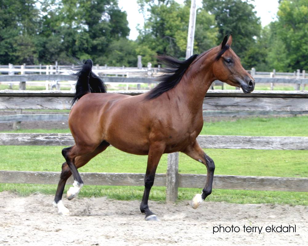 http://www.rideaufield.com/images/mares/pretty_woman_04_9390.jpg