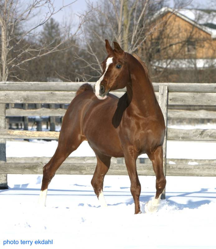 A kvetkez kp nem jelenthet meg, mert hibkat tartalmaz: „http://www.rideaufield.com/images/stallions/Pomerol_20051217_0542F.jpg”.