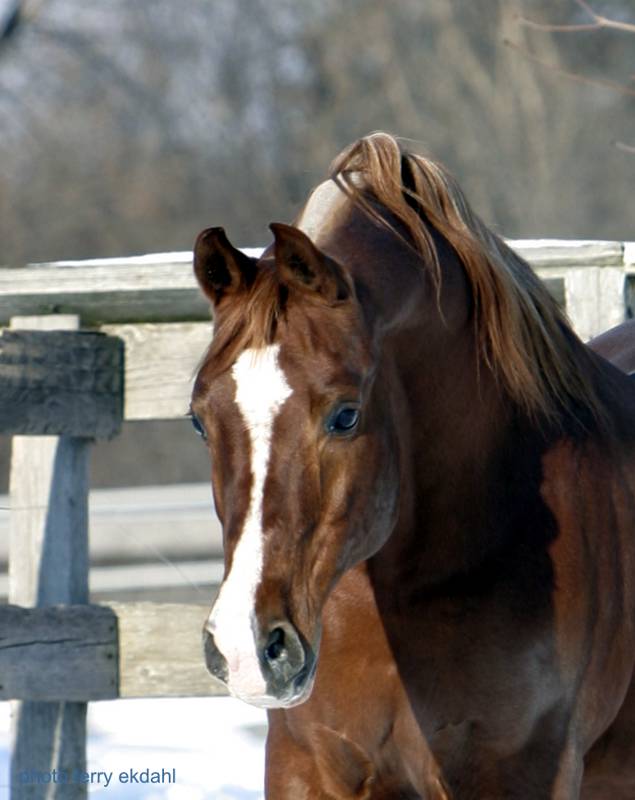 http://www.rideaufield.com/images/stallions/Pomerol_20051217_0586F.jpg