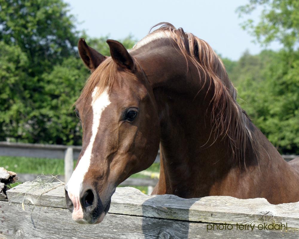 http://www.rideaufield.com/images/stallions/Pomerol_20060531_3154_cr02b_8h.jpg