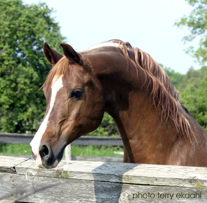 http://www.rideaufield.com/images/stallions/Pomerol_20060531_3155_cr02_8h.jpg