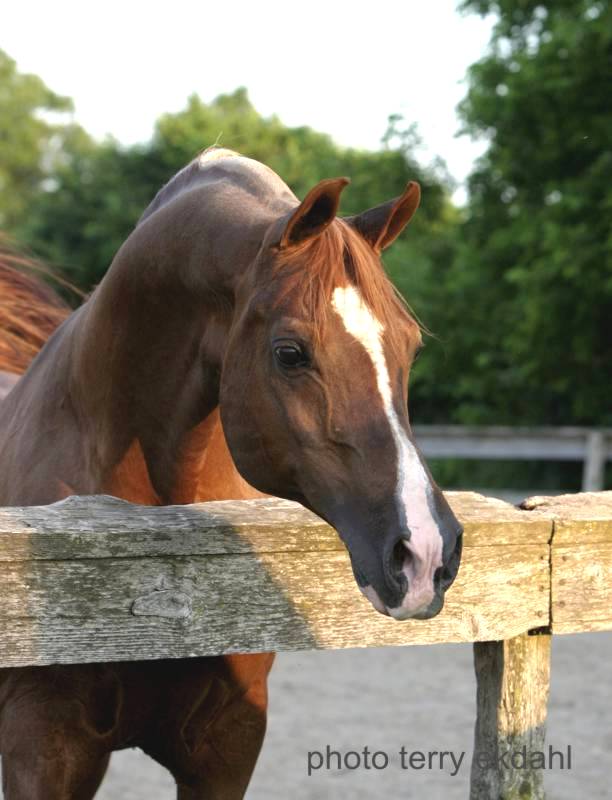 http://www.rideaufield.com/images/stallions/pomerol_20050626_6323.jpg