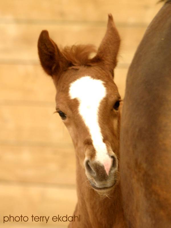 http://www.rideaufield.com/images/youngsters/Carley_six_days_old_20080324_4768_8h.jpg