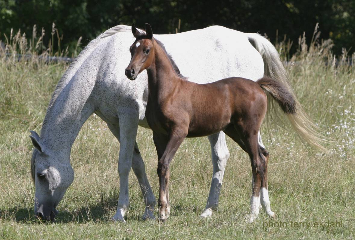 http://www.rideaufield.com/images/youngsters/NevadaRF_20060809_6874.jpg