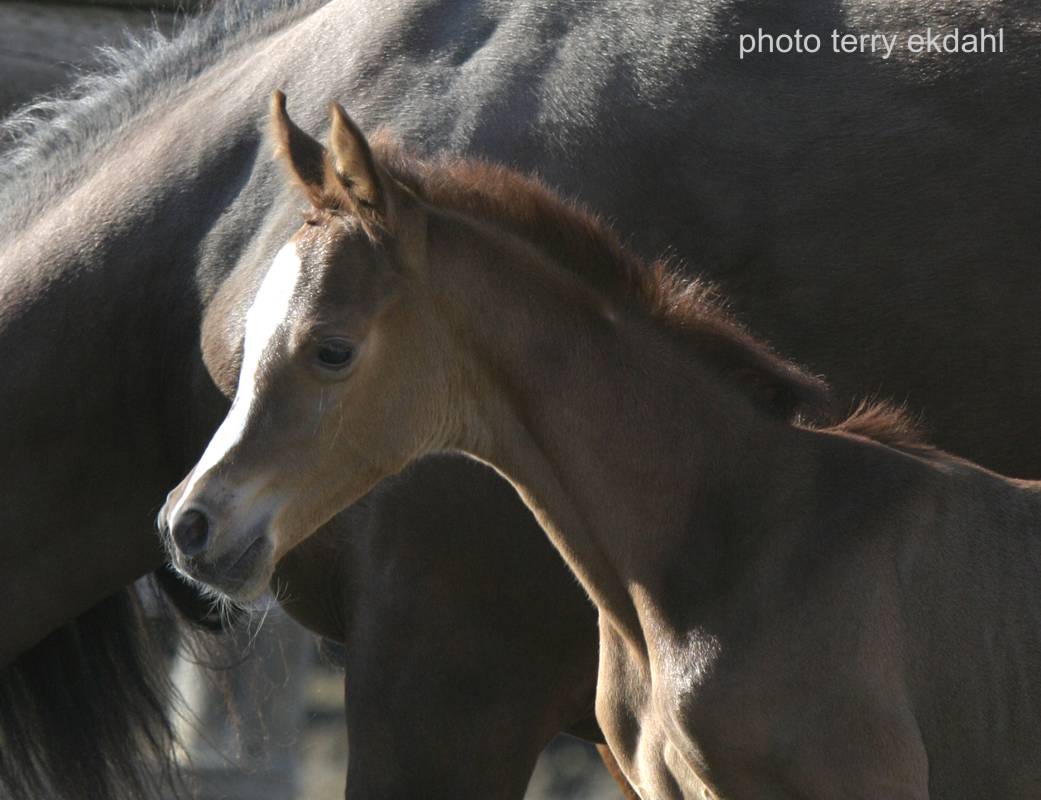 http://www.rideaufield.com/images/youngsters/Nikki_20060409_1696.jpg